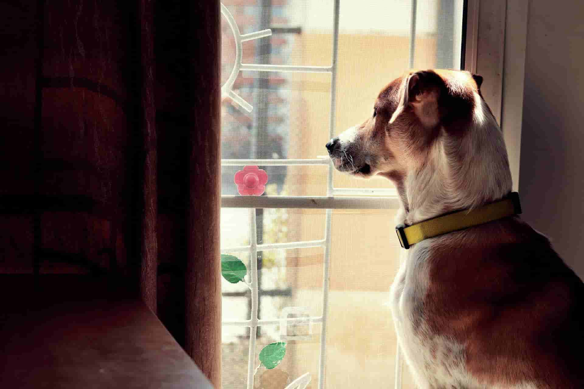 Cómo los Collares Inteligentes Pueden Mejorar la Salud de Tu Mascota