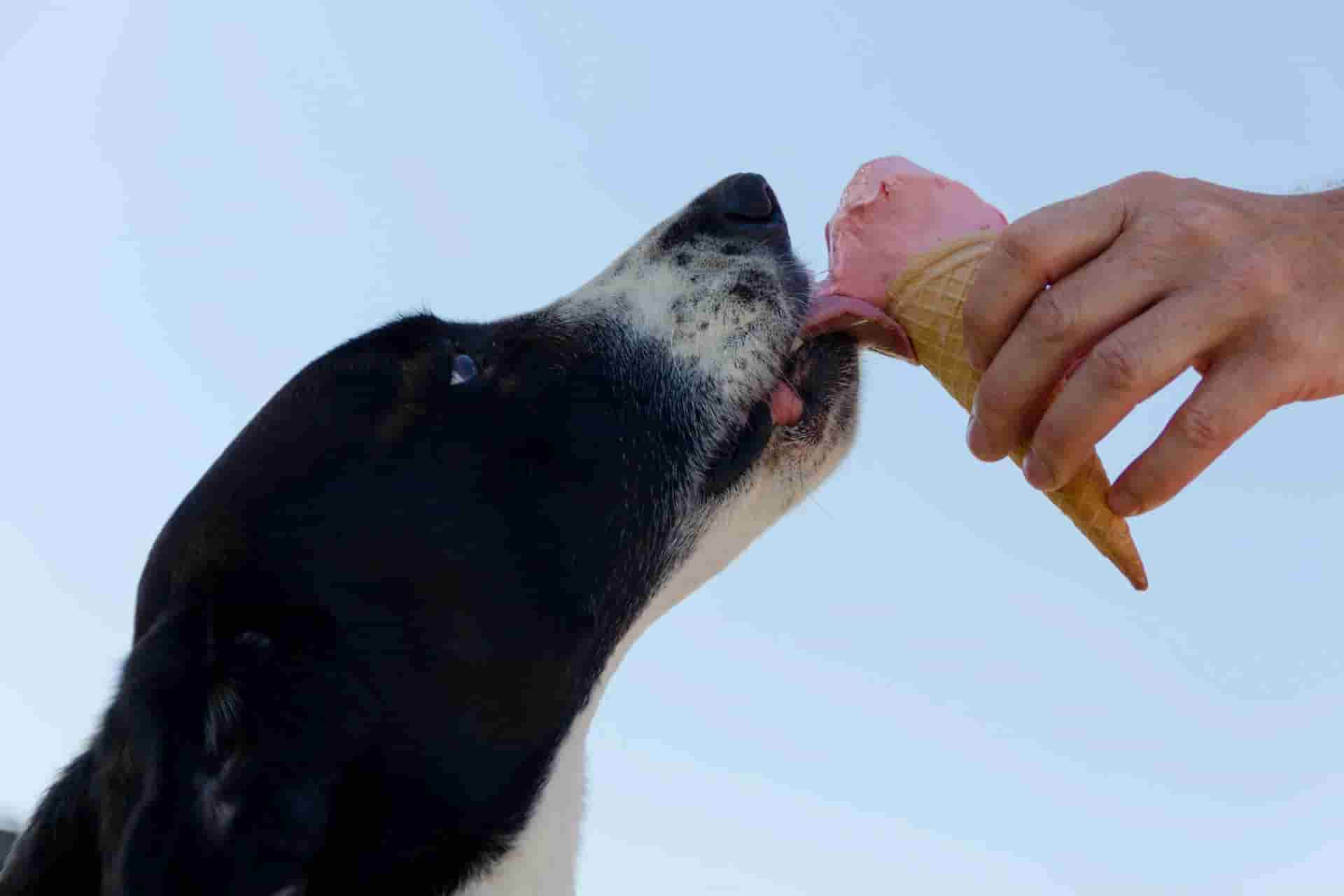 Cómo Entrenar a Tu Mascota Usando Dispensadores de Golosinas Inteligentes