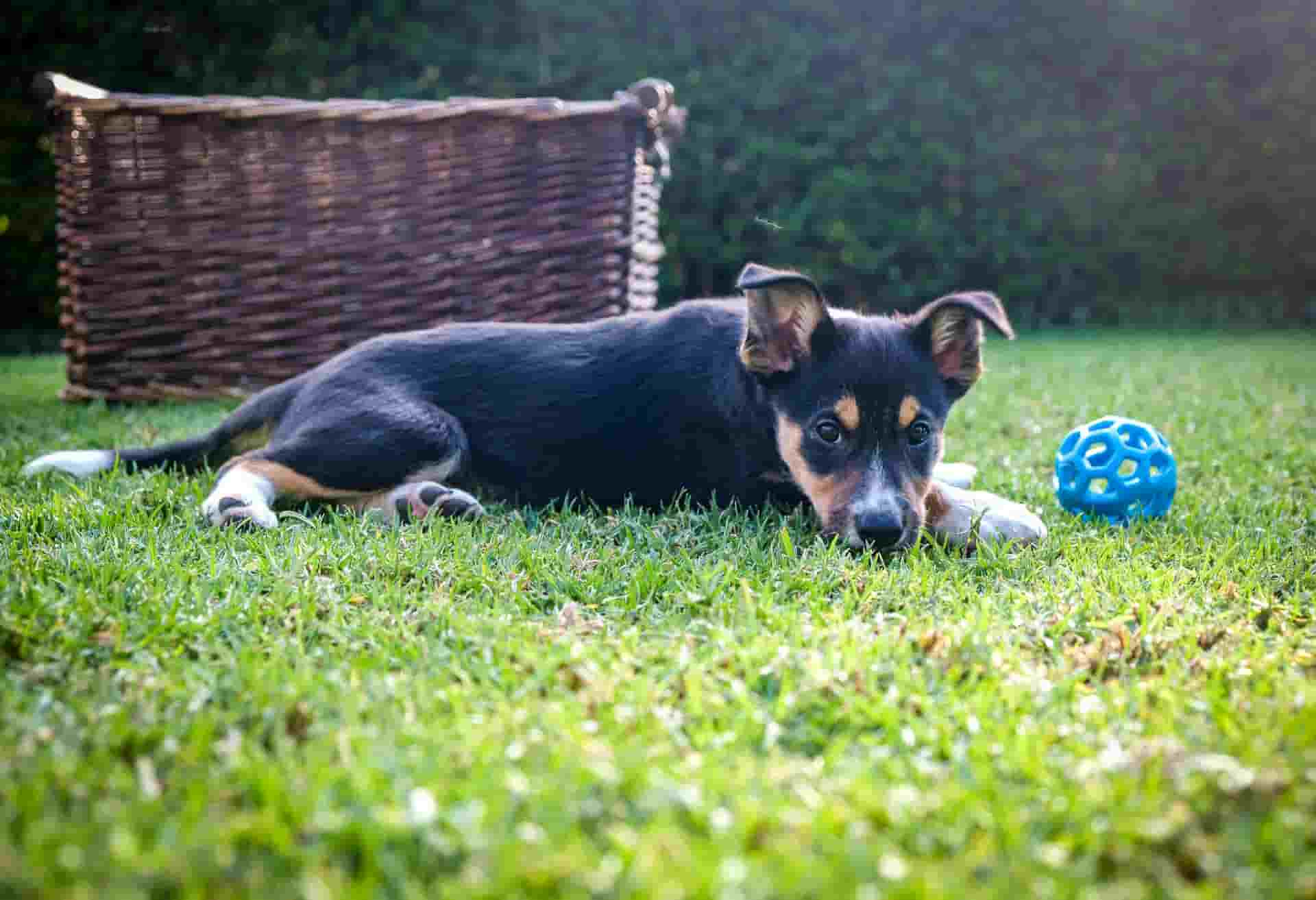 Cómo Elegir el Juguete Interactivo Ideal para Tu Mascota